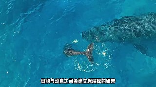 海洋中最頂級(jí)的掠食者 (2)