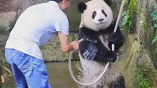 爱撒娇的大熊猫，真让人爱不释手，也太可爱了吧