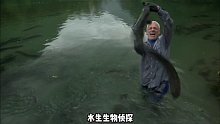 你敢信吗？味道鲜美无刺的鳗鱼竟然会攻击人类！！！(1)