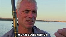 牛鲨，一条能窜梭在淡水领域的鲨鱼，也是杰叔钓上来的最大淡水鱼(2)