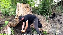 第1集：荒无人烟的野外，男人在枯木下搭建了舒适的小屋