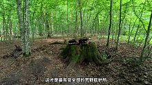 第1集：荒无人烟的野外，男人在一个树根下搭建了舒适的小屋