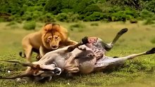 狮子抓住羚羊