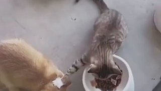 養(yǎng)過的都知道，這玩意能干過比自己大好幾倍的貓