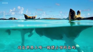 他們是世界上最幸福的一群豬了