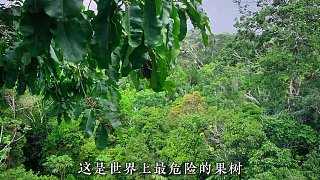 刺豚鼠因健忘意外養(yǎng)活千年巨樹(shù)