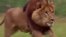 雄狮与棕熊博弈的大场面