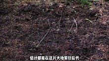 荒野独居第八季的大佬为赢下冠军竟然选在夜间狩猎 (1)