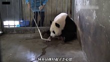 大熊猫宝宝出生了