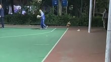 是有尾巴的柯基诶