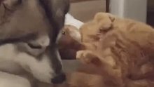 狗狗：你影响到我思考了