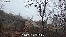 第1集：荒无人烟的野外，男人给自己搭建了舒适的荒野小屋