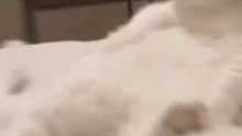 怎么会有小猫不会舔毛啊