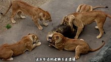 老狮王后宫起火，六头母狮将它按在地上暴揍，誓要废除其王位