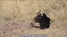 老虎和黑熊的巅峰对决，黑熊以逸待劳，老虎最后悻悻离去