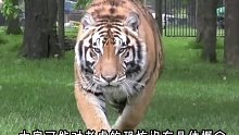 老虎的实战斗力到底有多恐怖