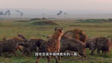 围攻亚成年雄狮真实的一幕