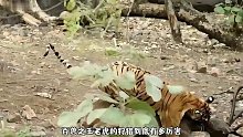 百兽之王老虎狩猎野猪，野猪毫无反抗之力，最终沦为老虎美餐