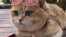 少对猫咪做这些事情