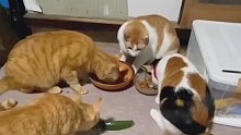 每一个猫咪都怕黄瓜