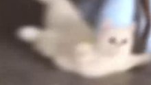 猫猫：你怎么没有边界感呀