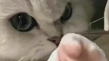主人给狗狗穿上了衣服