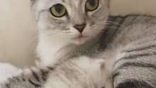 爱真的会让小猫变成小孩