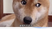 萨摩耶：差点让你过上好日子了