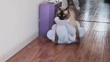 暹罗猫真正的猫界菲佣，每天都在想着干活