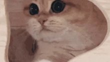 雨伞下躲雨的小猫