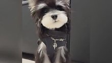 你知道猫界的衣架子是什么猫吗