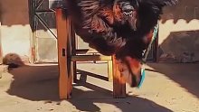 原来藏獒的霸气一大部分来源于毛