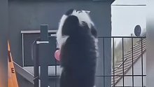 猫咪的迷惑行为