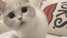 学校猫猫对大学生有种谜之信任