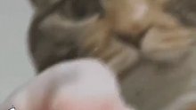 像邪恶栀子花养的小鼻嘎