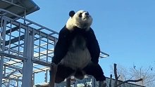 妹猪整活高手