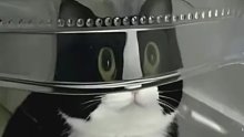 猫猫将会用一生去思考为什么
