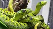 绿曼巴  拥有一缸毒蛇是一种什么样的体验！