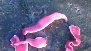 （吃飯勿看）給大家介紹這種培根精靈、火鍋肉卷——正在自縊的枝吻紐蟲