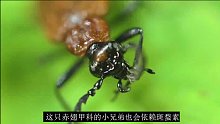 【奇趣昆虫】：剧毒物质斑蝥素，被迫参与人类扯皮几百年【有虫】