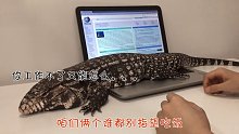 夭寿啦！蜥蜴比猫狗还粘人！！泰加狗是个什么鬼？
