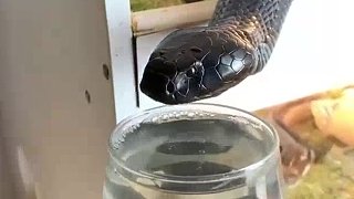 危！！！给眼镜蛇端杯水。