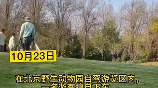 北京野生动物园一游客冲进虎群并嚎叫