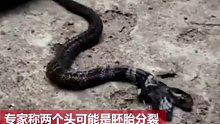 印度发现变异双头眼镜蛇，一口毒液可杀死29人或一头大象！