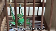 精品山青欣赏：今年野采最大的一条蝈蝈，活跃凶猛，叫声也不错！