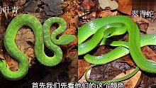 竹叶青与翠青蛇，我们如何区分，一种有毒一种没毒