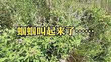 实拍野外捉蝈蝈：徒手只需60秒，一只碧绿的蝈蝈到手，过瘾！