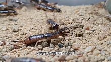 这种虫子的学名你们会读吗？骆驼蜘蛛单挑1000只蠼螋！啪