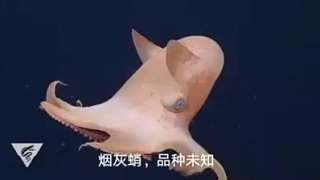 可爱的烟灰蛸