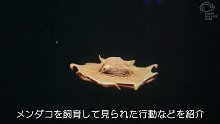 【葛西临海水族馆】扁面蛸Opisthoteuthis depressa